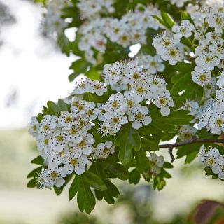 Estratto di biancospino